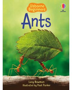 Ants | Usborne | Be Curious