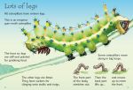 Caterpillars and Butterflies spread