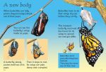 Caterpillars and Butterflies spread