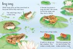 Tadpoles and Frogs spread
