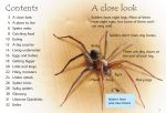Spiders spread