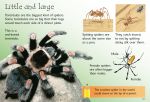 Spiders spread