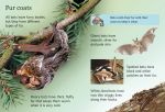 Bats spread