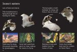 Bats spread