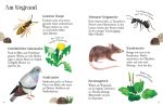 Usborne Minis Naturführer: In der Stadt – Tiere und Pflanzen innenansicht