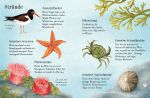 Usborne Minis - Naturführer: Entdecke den Sommer innenansicht