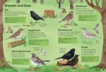 Ich erkunde die Natur: Unsere Vögel innenansicht