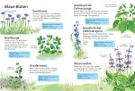 Ich erkunde die Natur: Unsere Wildblumen innenansicht
