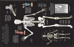 Il corpo umano pagina interna