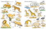 Zoo Sticker and Colouring Book spread