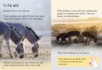 Donkeys spread