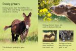 Donkeys spread