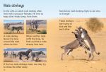 Donkeys spread