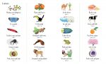 1000 Things in Nature spread