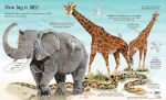 Big Book of Animals spread