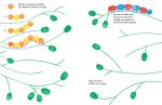Le jardin page intérieure