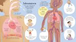 O corpo humano miolo
