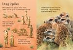 Meerkats spread