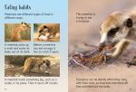 Meerkats spread
