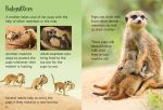 Meerkats spread