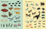 Insetti e animaletti pagina interna
