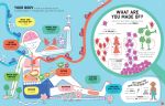 Lift-the-Flap How Your Body Works spread
