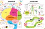 Lift-the-Flap How Your Body Works spread