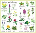 199 Flowers spread