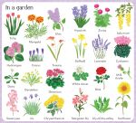 199 Flowers spread