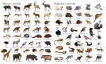1000 Animals spread