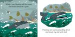 Whale Tells a Tale spread