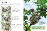 Sloths spread