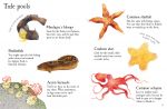 Seashore Life to Spot spread