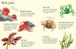 Seashore Life to Spot spread