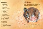 Baby Animals spread