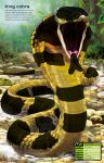 Build Your Own Deadly Animals spread