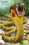 Build Your Own Deadly Animals spread