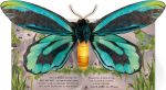 Pop-Up Butterflies spread