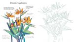 Natürlich bunt! Blumen zum Ausmalen innenansicht