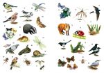 Sticker-Wissen Natur: Tiere im Garten innenansicht