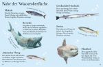 Usborne Minis Naturführer: Fische innenansicht