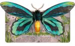 Mein erstes Pop-up-Buch: Schmetterlinge innenansicht