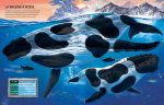 Construis tes animaux marins page intérieure