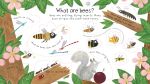 First Questions and Answers: Why do we need bees? spread