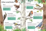 Spotter's Guides: Birds spread