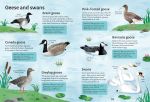 Spotter's Guides: Birds spread