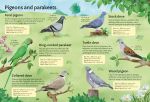 Spotter's Guides: Birds spread