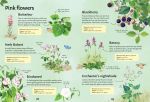 Spotter's Guides: Wild Flowers spread