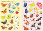 Les papillons page intérieure
