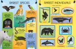 Animal Records spread